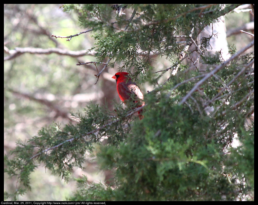 2011mar25_cardinal_IMG_0690.jpg