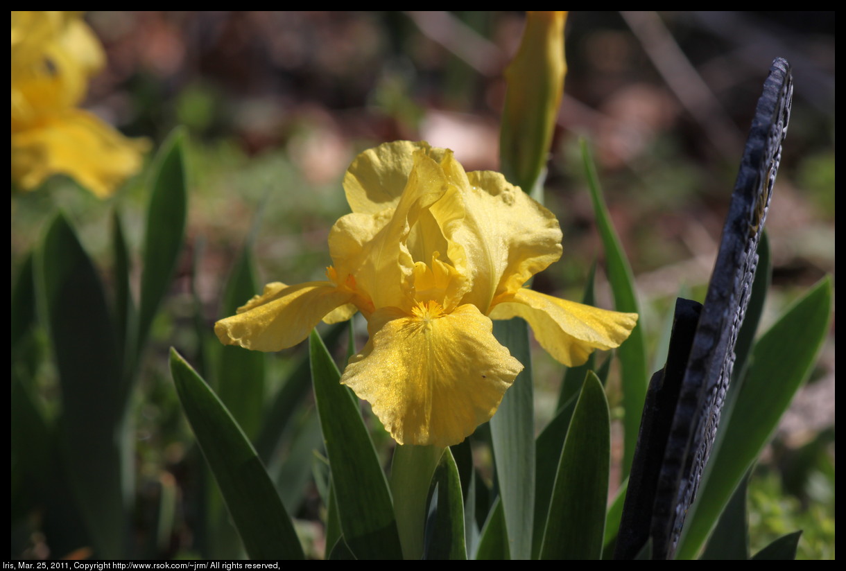 2011mar25_iris_IMG_0697.jpg