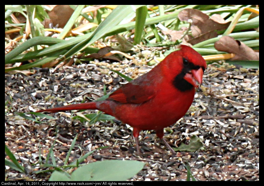 2011apr16_cardinal_IMG_0769.jpg