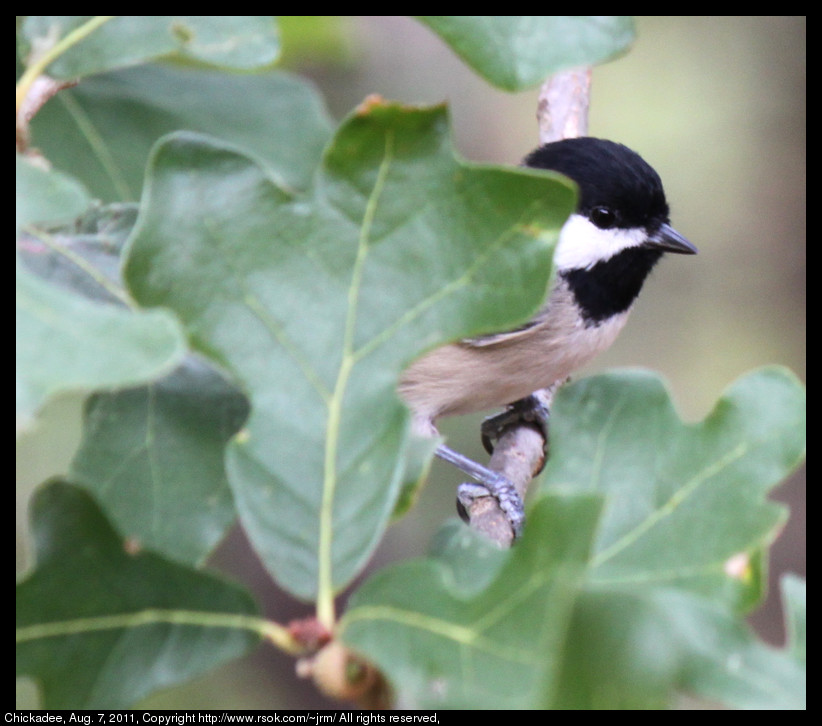 2011aug07_chickadee_IMG_1314.jpg