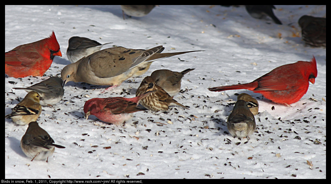 Birds in snow, Feb. 1, 2011