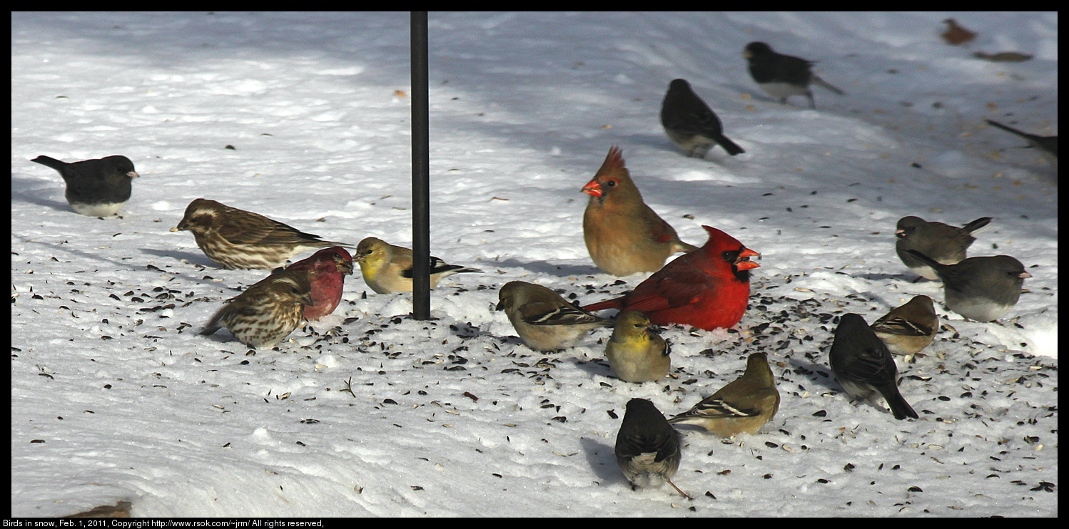 Birds in snow, Feb. 1, 2011