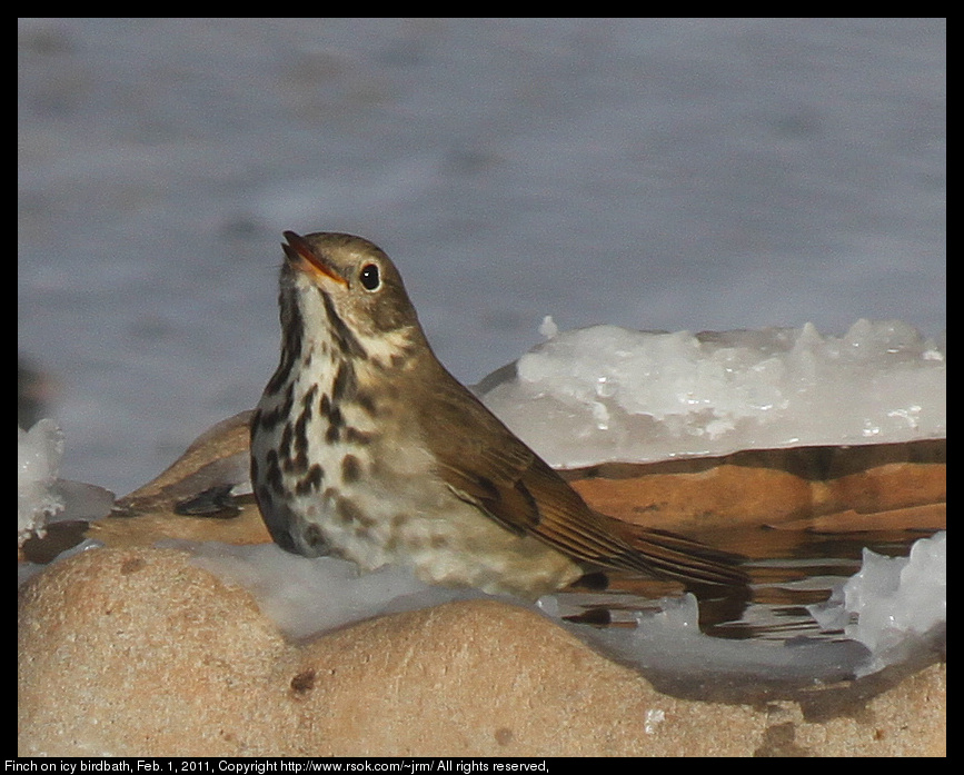 Finch on icy birdbath, Feb. 1, 2011