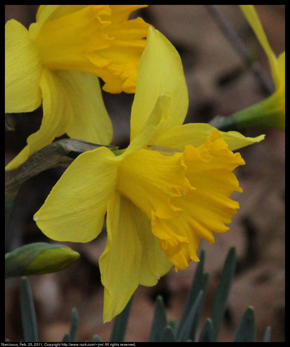 2011feb25_narcissus_IMG_0528.jpg