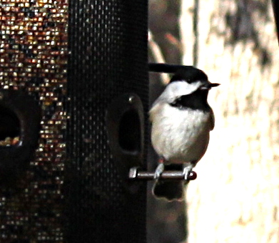 2011jan17_chickadee_159.jpg