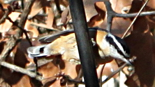 2011jan17_nuthatch_158.jpg