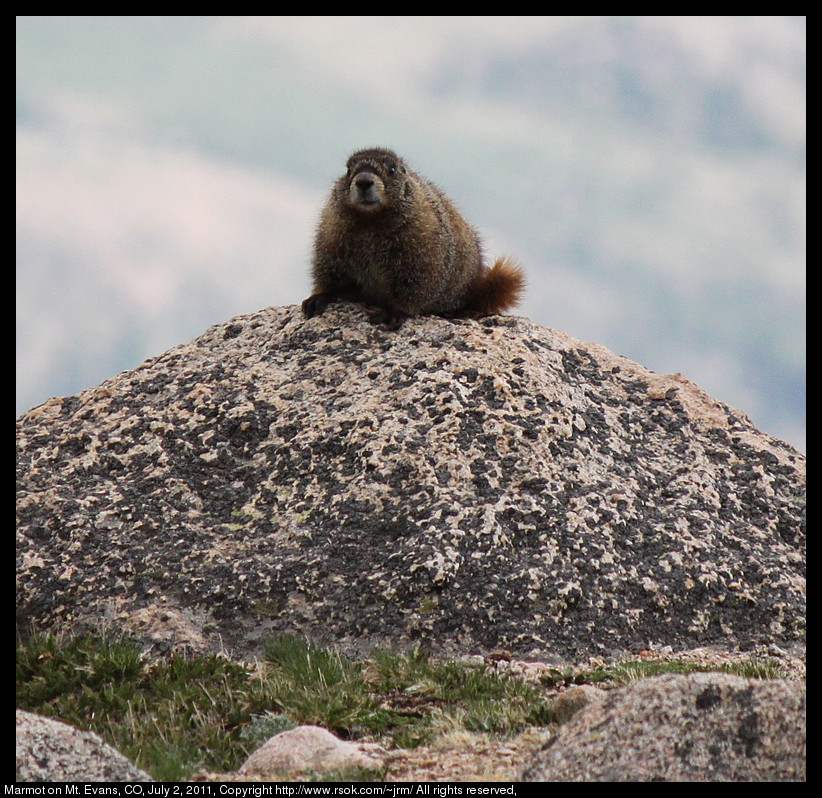 Marmot sitting on rocks next to grass.