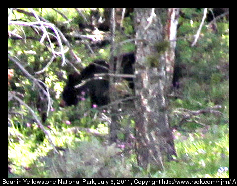 Bear walking through trees on mountainside.