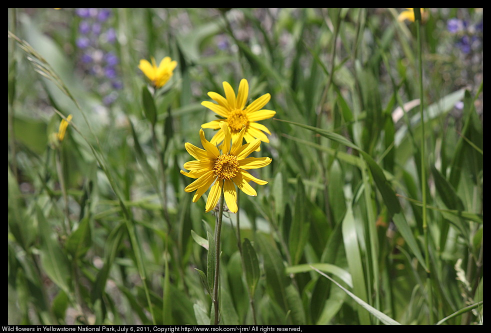 Yellow wild flowers.