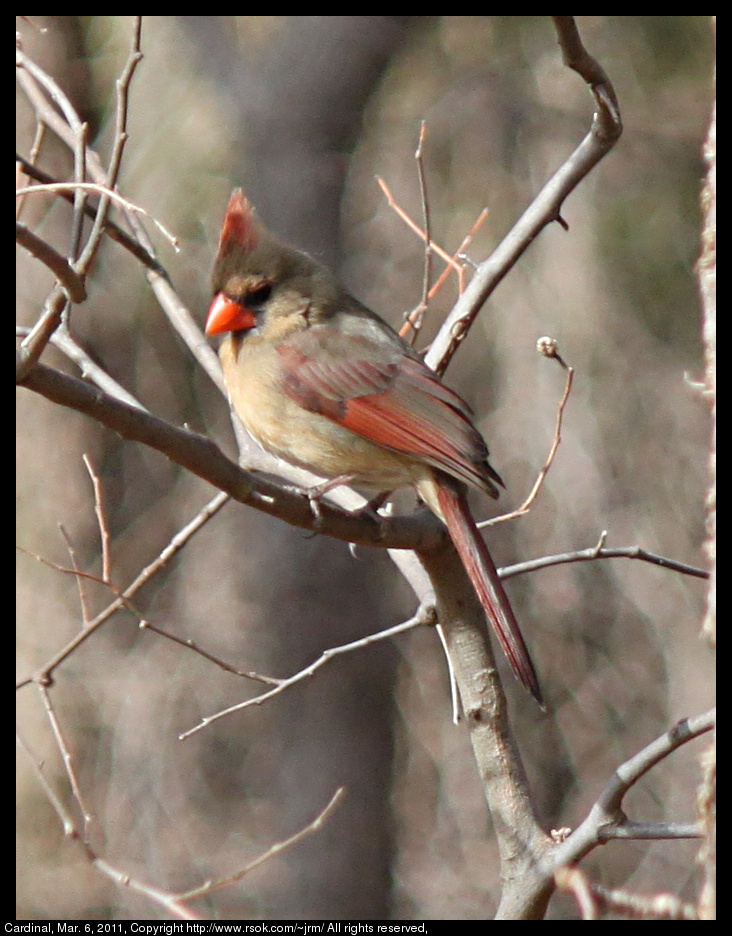 2011mar06_cardinal_IMG_0570.jpg