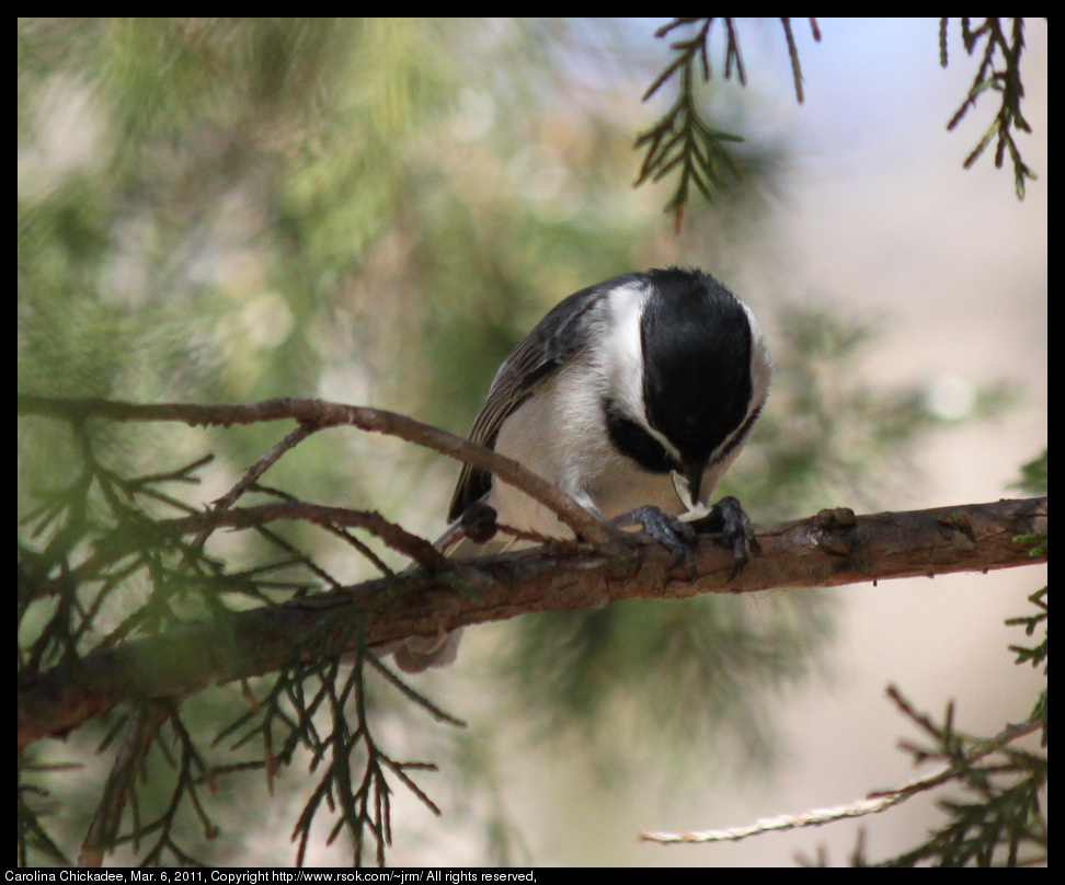 2011mar06_chickadee_IMG_0535_2.jpg