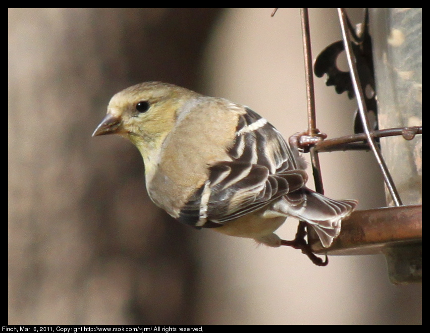 2011mar06_finch_IMG_0554.jpg