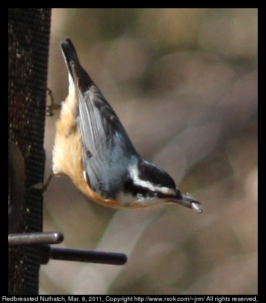 2011mar06_nuthatch_IMG_0574.jpg