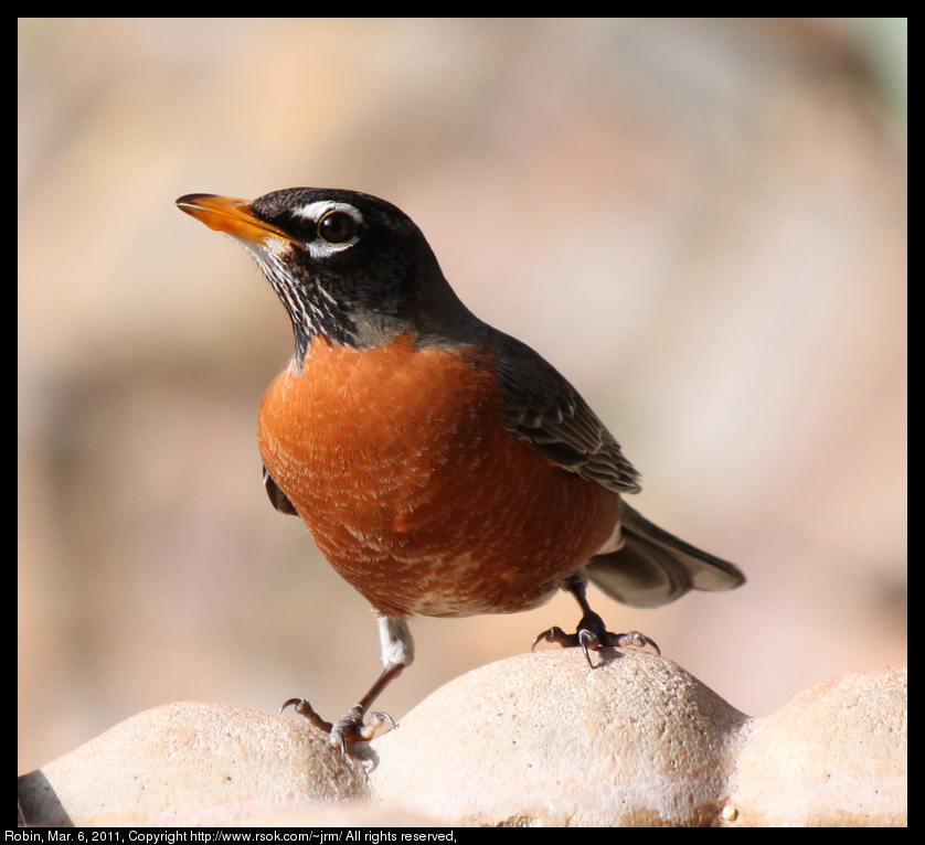 2011mar06_robin_IMG_0561.jpg