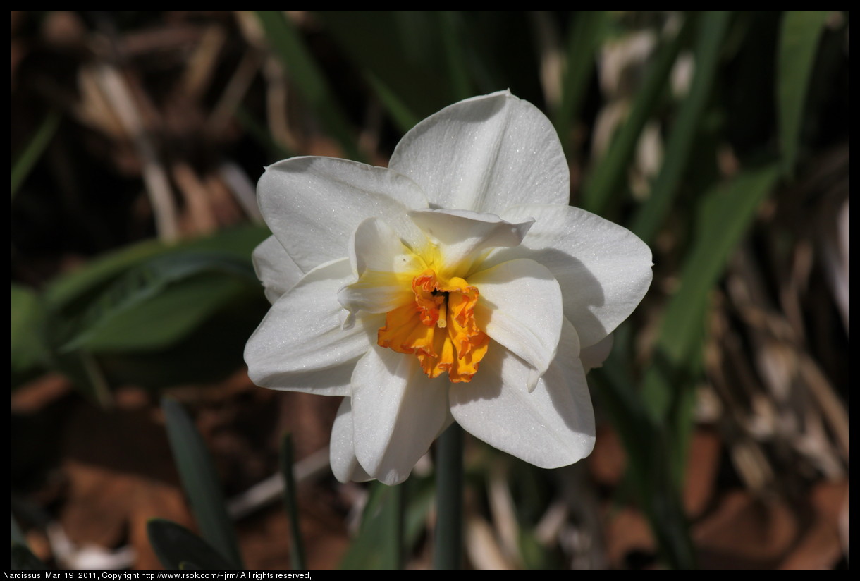 2011mar19_narcissus_IMG_0659.jpg