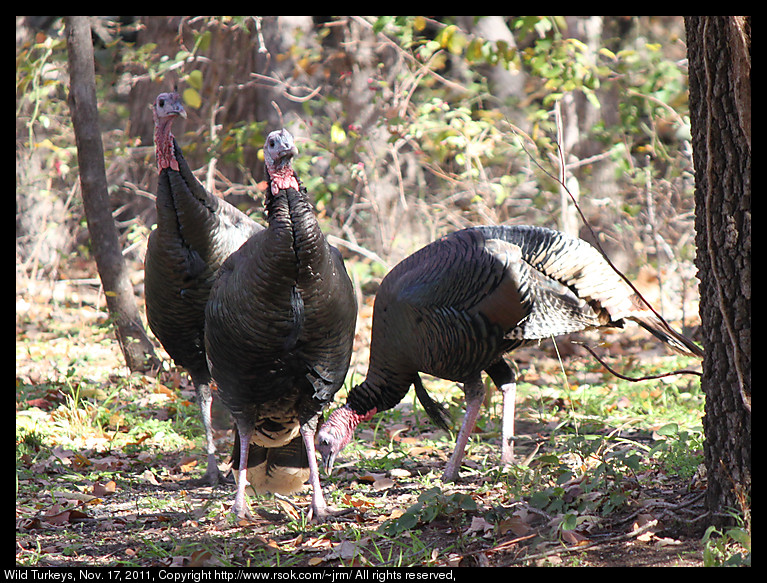 2011nov17_turkeys_IMG_1771.jpg