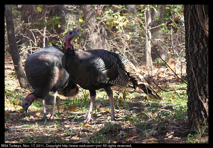 2011nov17_turkeys_IMG_1774.jpg