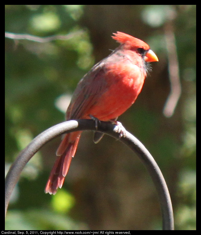 2011sep05_cardinal_IMG_1514.jpg