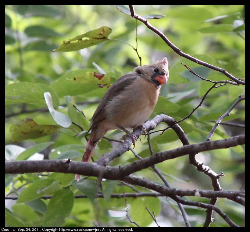 2011sep24_cardinal_IMG_1650.jpg