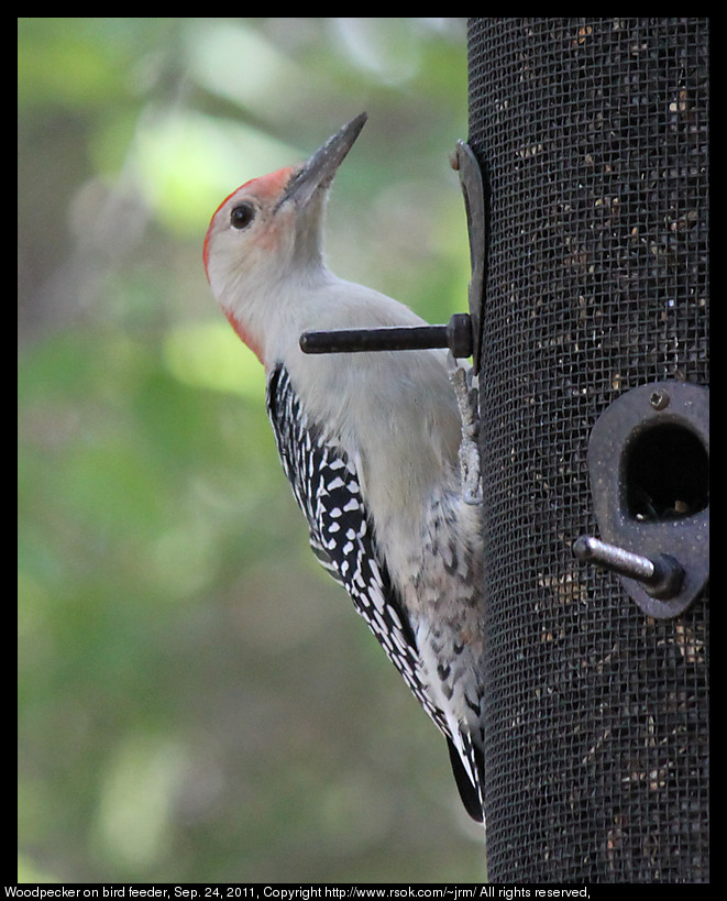 2011sep24_woodpecker_IMG_1664.jpg