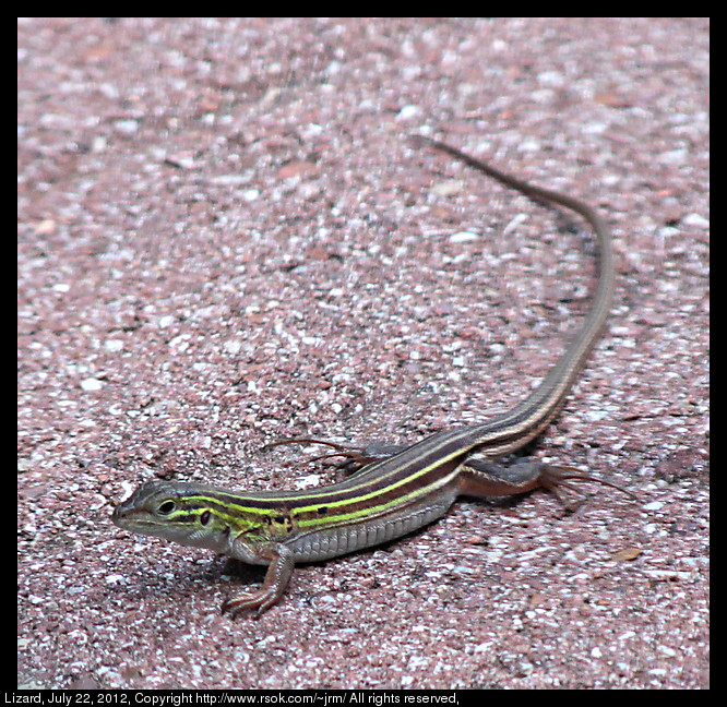 2012jul22_lizard_IMG_3545.jpg