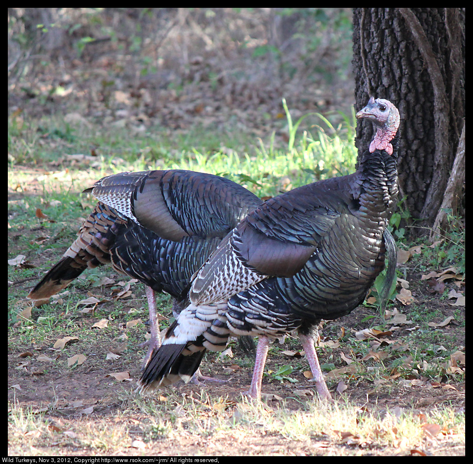 2012_nov03_turkeys_IMG_3726.jpg