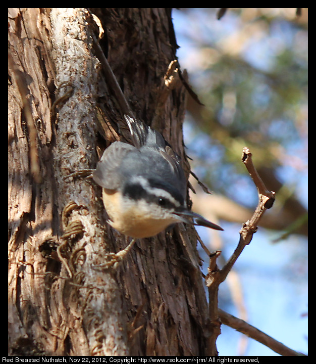 2012nov22_nuthatch_IMG_3750.jpg