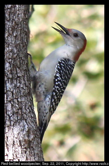 2012sep22_woodpecker_IMG_3636.jpg