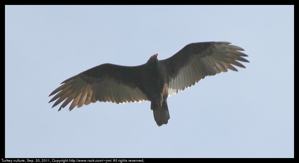 2012sep30_vulture_IMG_3660.jpg