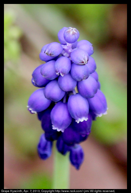 2013apr07_muscari_IMG_3825.jpg