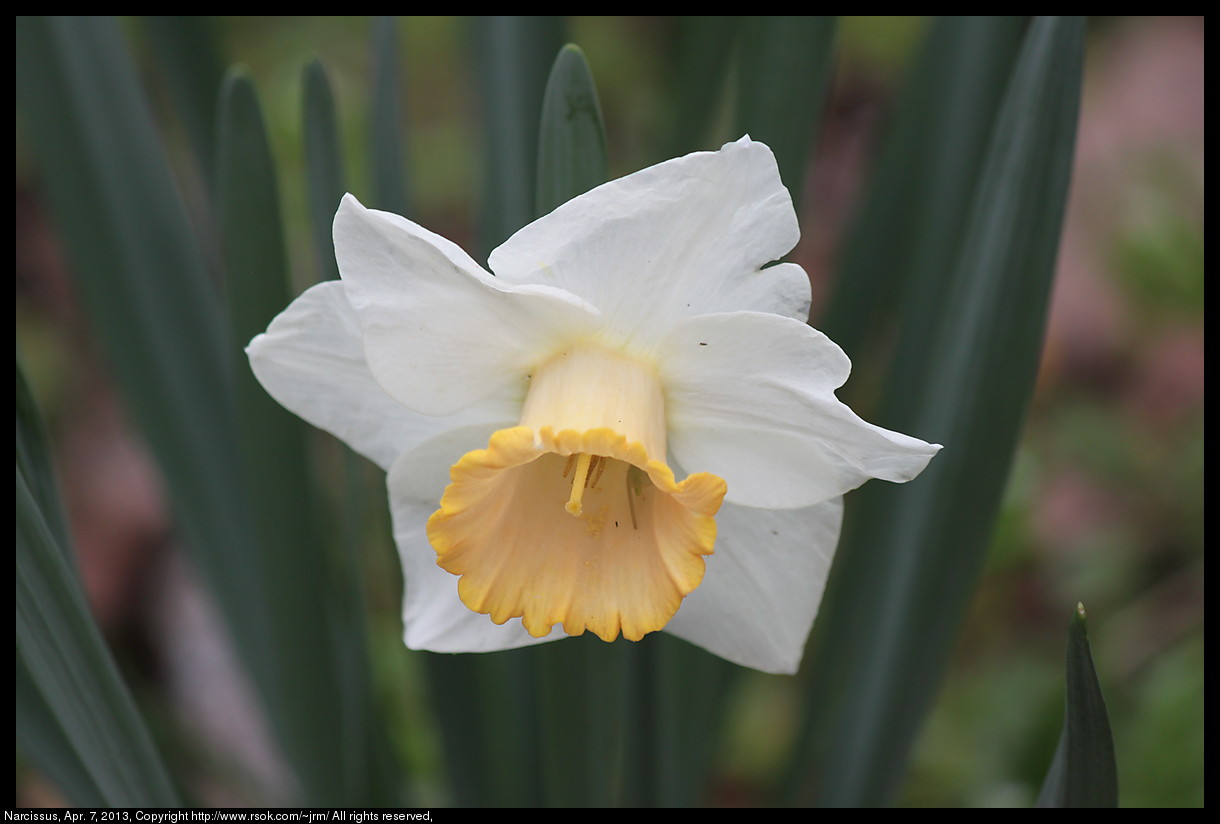 2013apr07_narcissus_IMG_3820.jpg