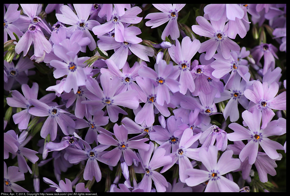 2013apr07_phlox_IMG_3836.jpg