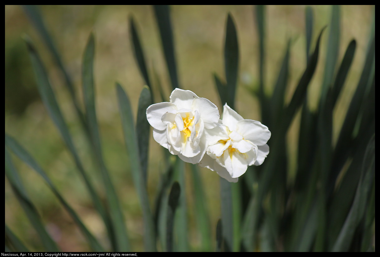 2013apr14_narcissus_IMG_3848.jpg