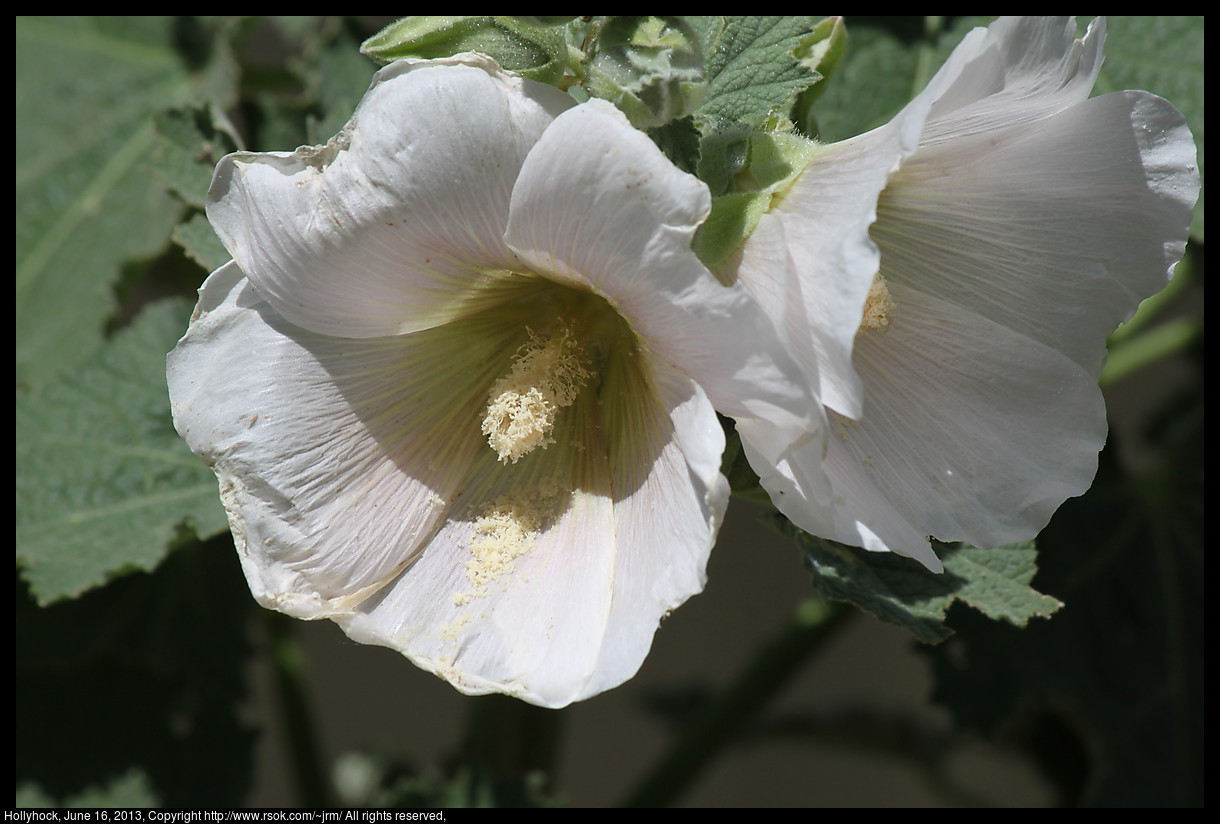 2013jun16_hollyhock_IMG_3930.jpg