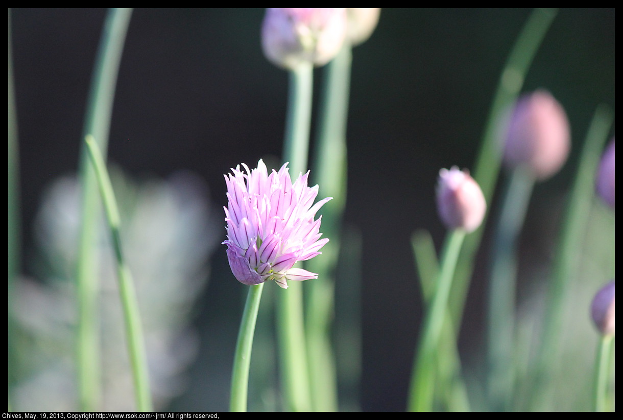 2013may19_chives_IMG_3854.jpg