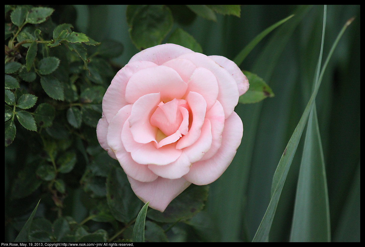 2013may19_rose_IMG_3883.jpg