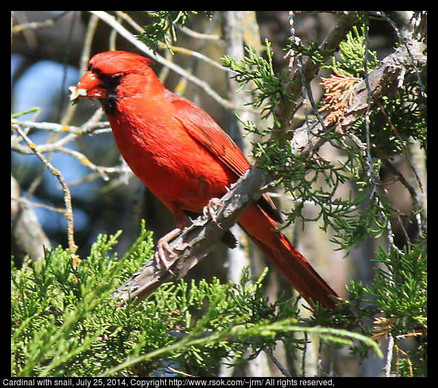 2014jul25_cardinal_IMG_5349.jpg