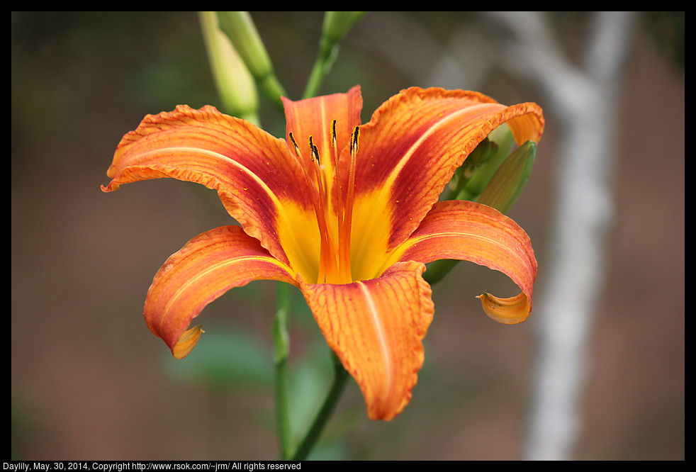 2014May30_daylily_IMG_5192.jpg