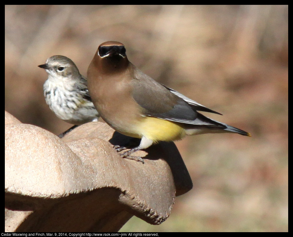 2014mar09_waxwing_IMG_5010.jpg