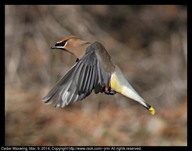 2014mar09_waxwing_IMG_5027.jpg