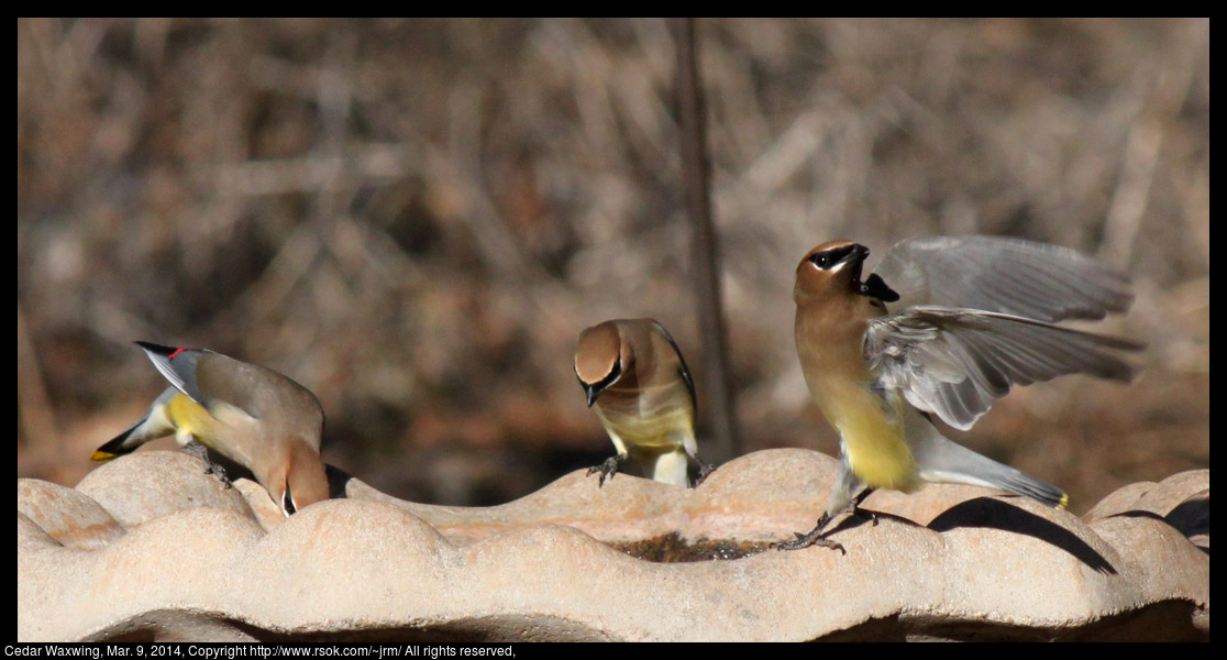 2014mar09_waxwing_IMG_5029c.jpg