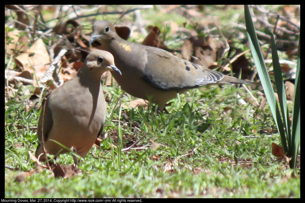 2014mar27_doves_IMG_5046.jpg