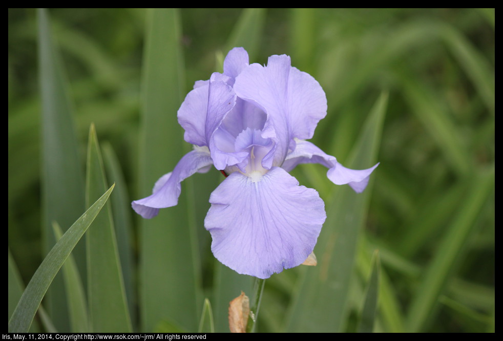 2014May11_iris_IMG_5121.jpg