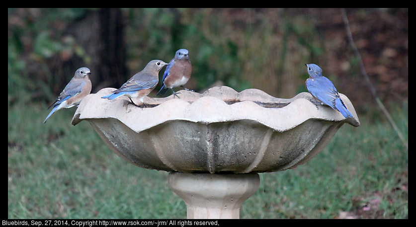 2014sep27_bluebirds_IMG_5490.jpg