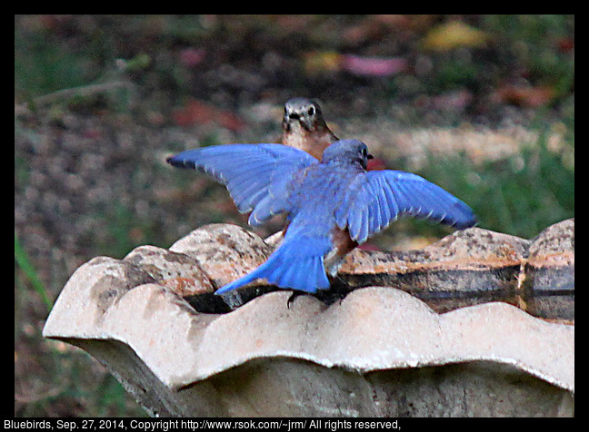 2014sep27_bluebirds_IMG_5504.jpg