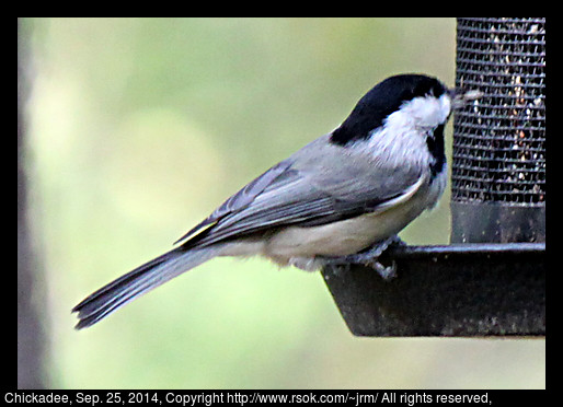 2014sep25_chickadee_IMG_5476.jpg