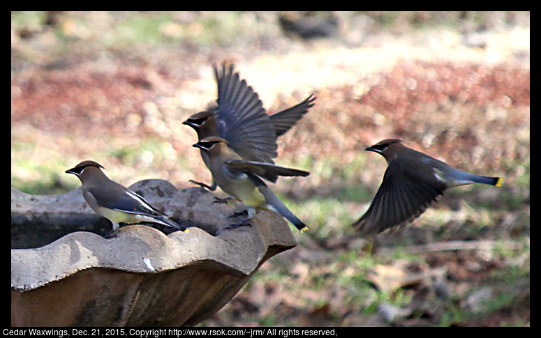 2015dec21_waxwings_IMG_5723.jpg