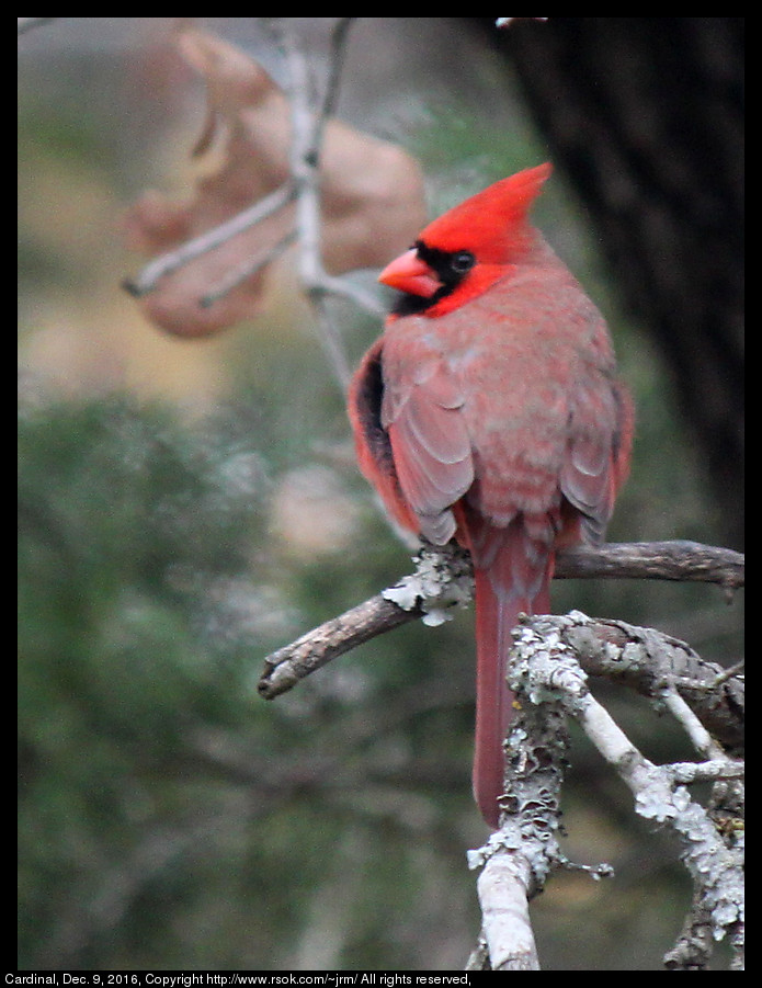 2016dec09_cardinal_IMG_6593.jpg