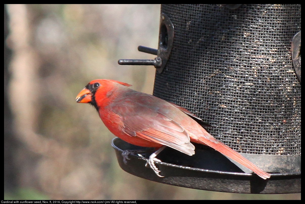 2016nov05_cardinal_IMG_6524.jpg