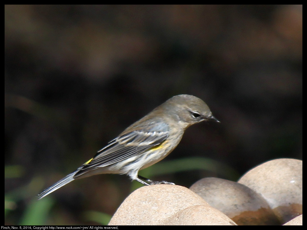 2016nov05_finch_IMG_6519.jpg